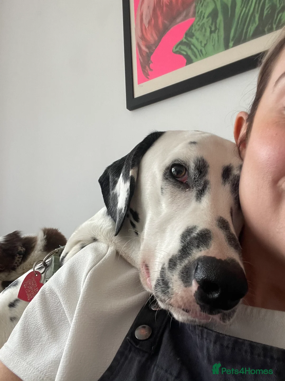 Dalmatian dogs for sale: Potential rehome - male LUA Dalmatian  - Advert 26