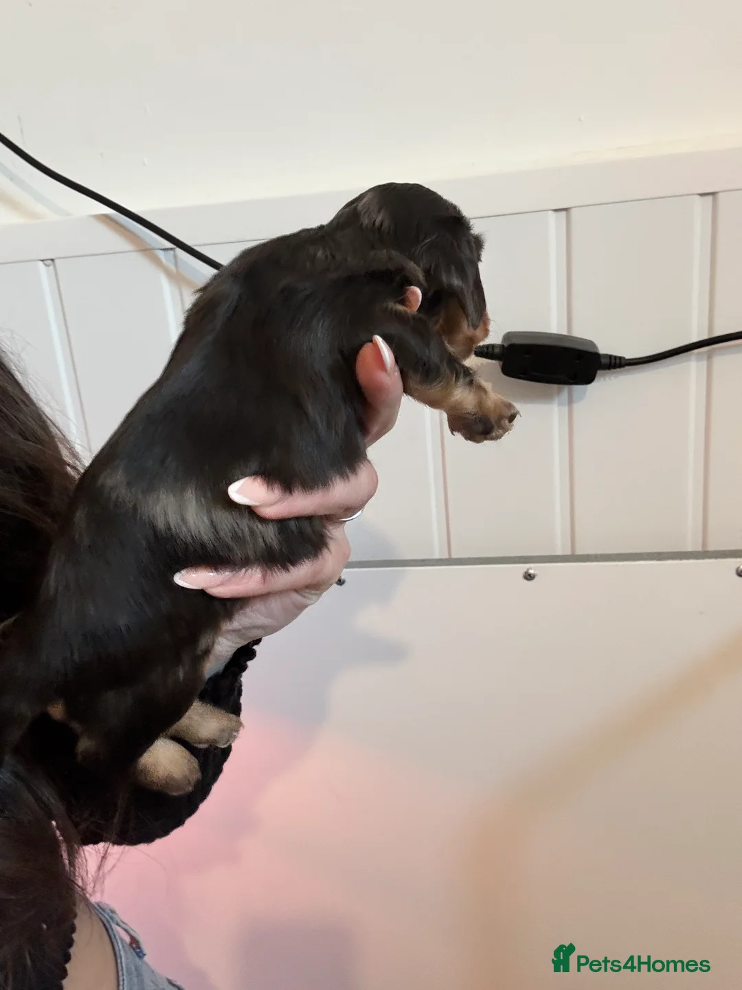 Dachshund dogs for sale: LONGHAIRED MINIATURE DACHSHUND KC REG PRA CLEAR - Advert 7