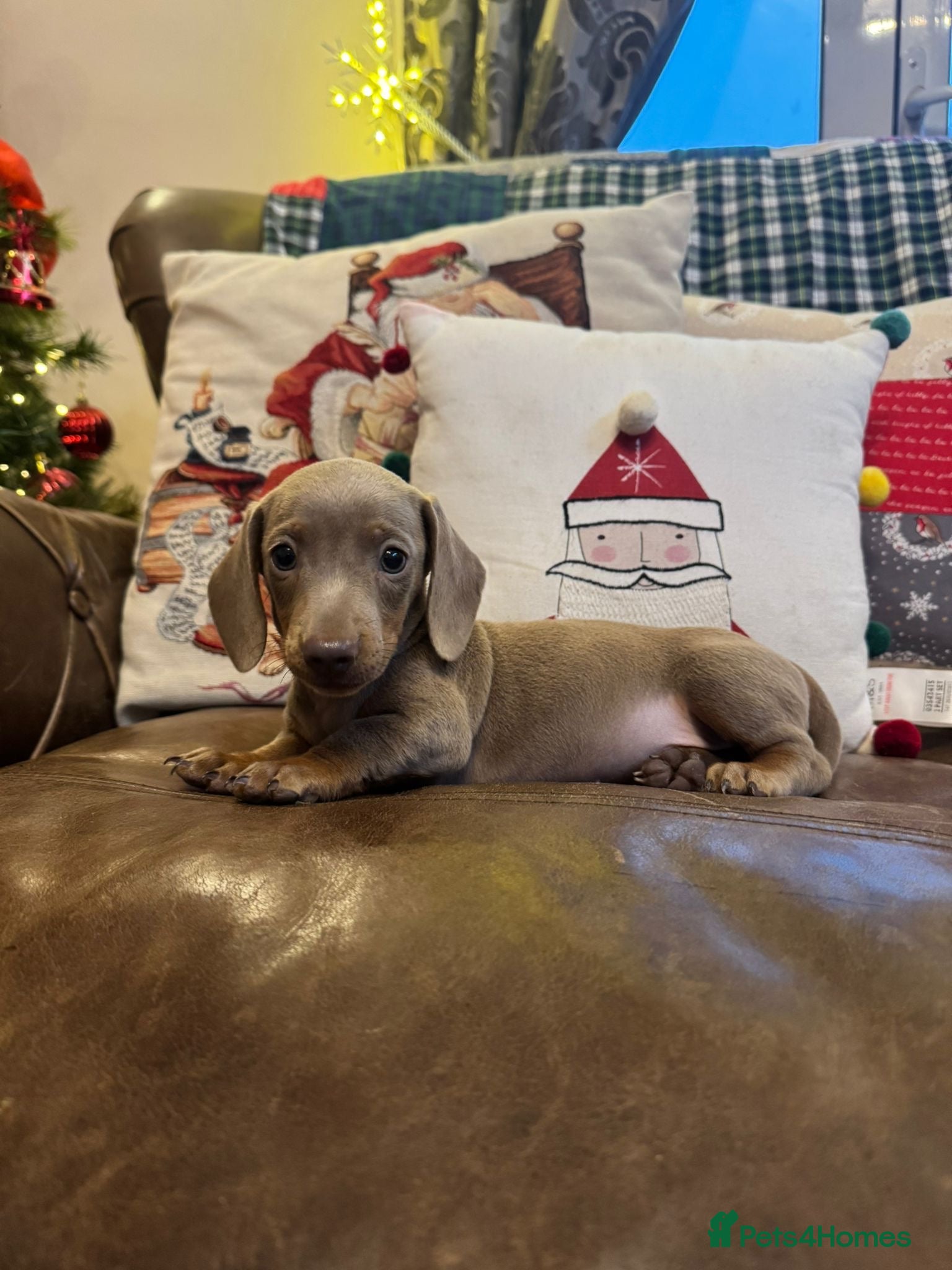Dachshund dogs Miniature Dachshund Puppies  - Advert 4