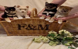 Japanese Shiba Inu dogs for sale: 🐾 Beautiful Japanese Shiba Inu Puppies  - Image 7