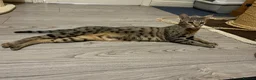 Mixed Breed cats for sale: Beautiful savannah cross ragdoll kittens - Advert 1