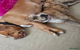 Mixed Breed dogs for sale: Mabel  - Image 2
