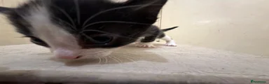 Domestic Shorthair 4