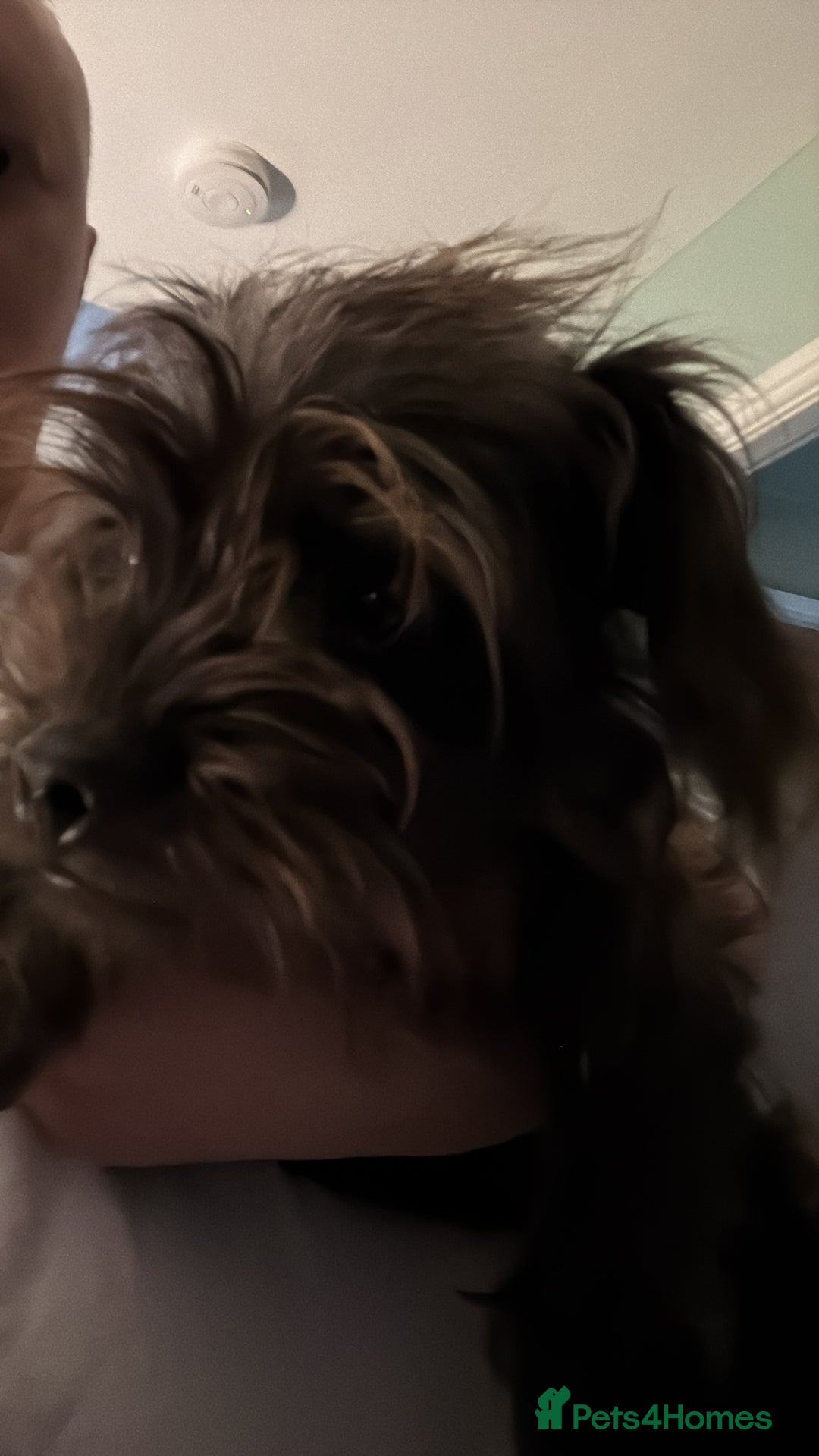 Mixed Breed dogs for sale: French bulldog x Yorkiepoo puppies - Image 2