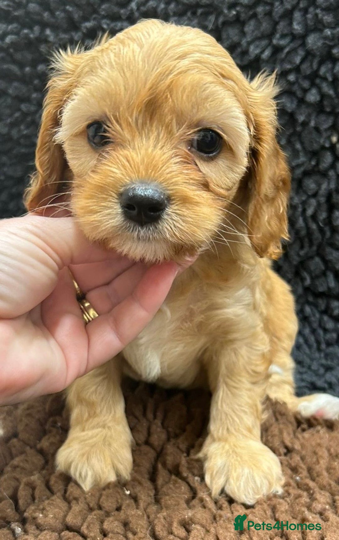 Cavapoo dogs for sale: Beautiful fully DNA tested Cavapoo's  - Image 24