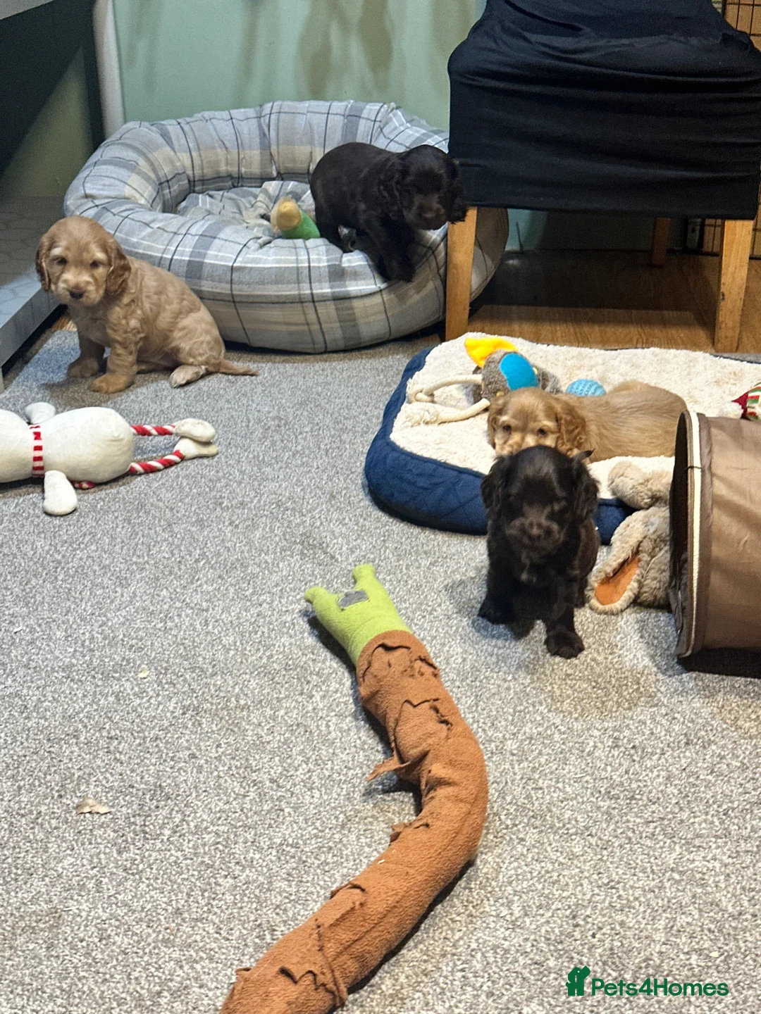 Cocker Spaniel dogs for sale: Beautiful show type chocolate and gold girls - Advert 2