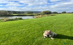 English Bulldog dogs for sale: Intact male lilac British bulldog - Image 6