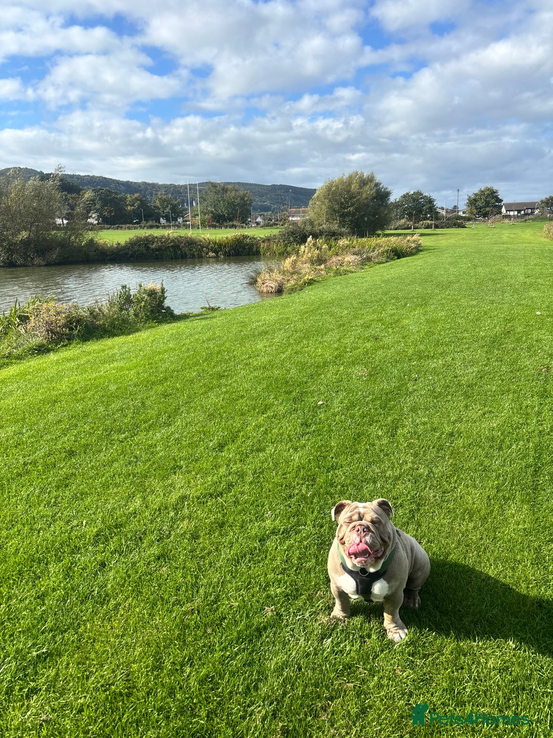 English Bulldog dogs for sale: Intact male lilac British bulldog - Image 6