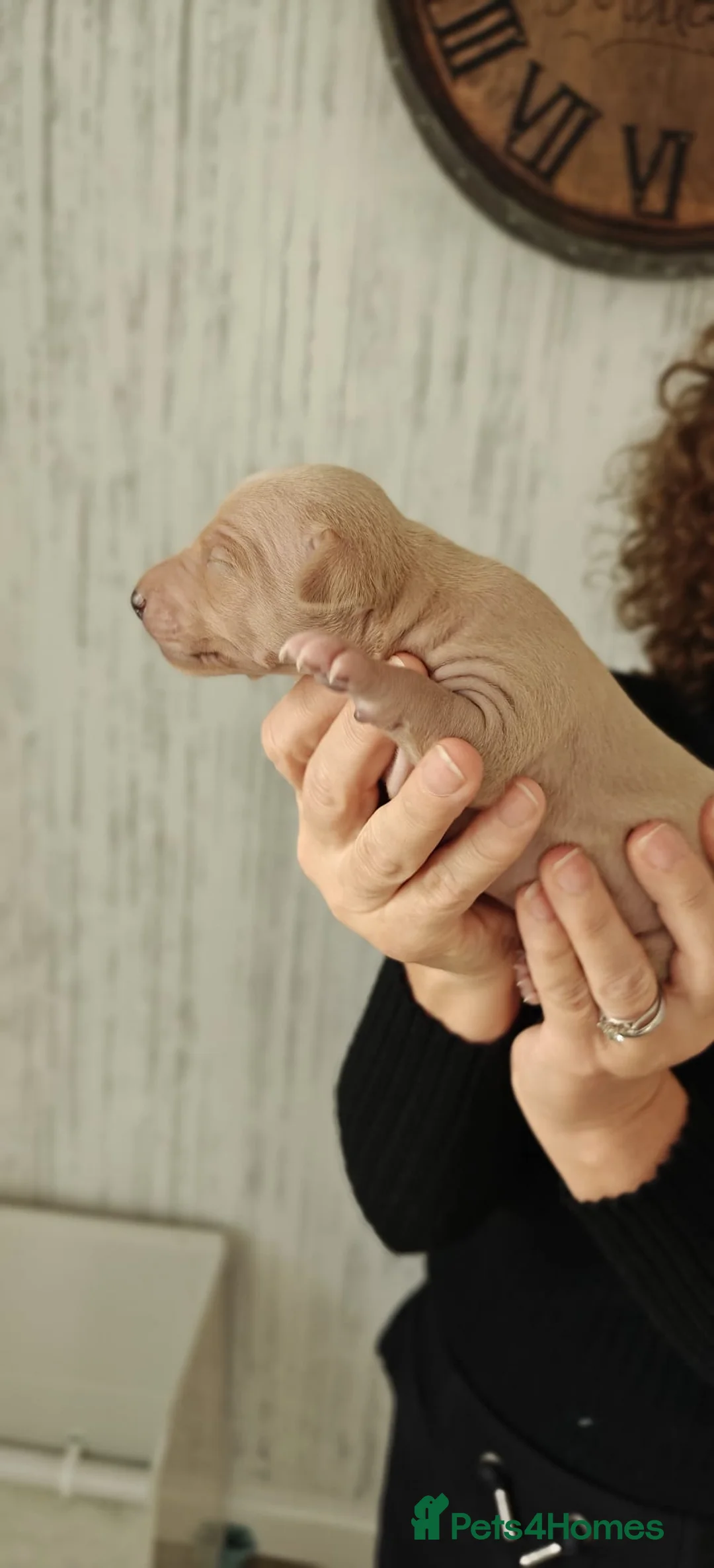 Italian Greyhound dogs for sale: KC Registered - European Lineage - Health Tested  - Advert 15