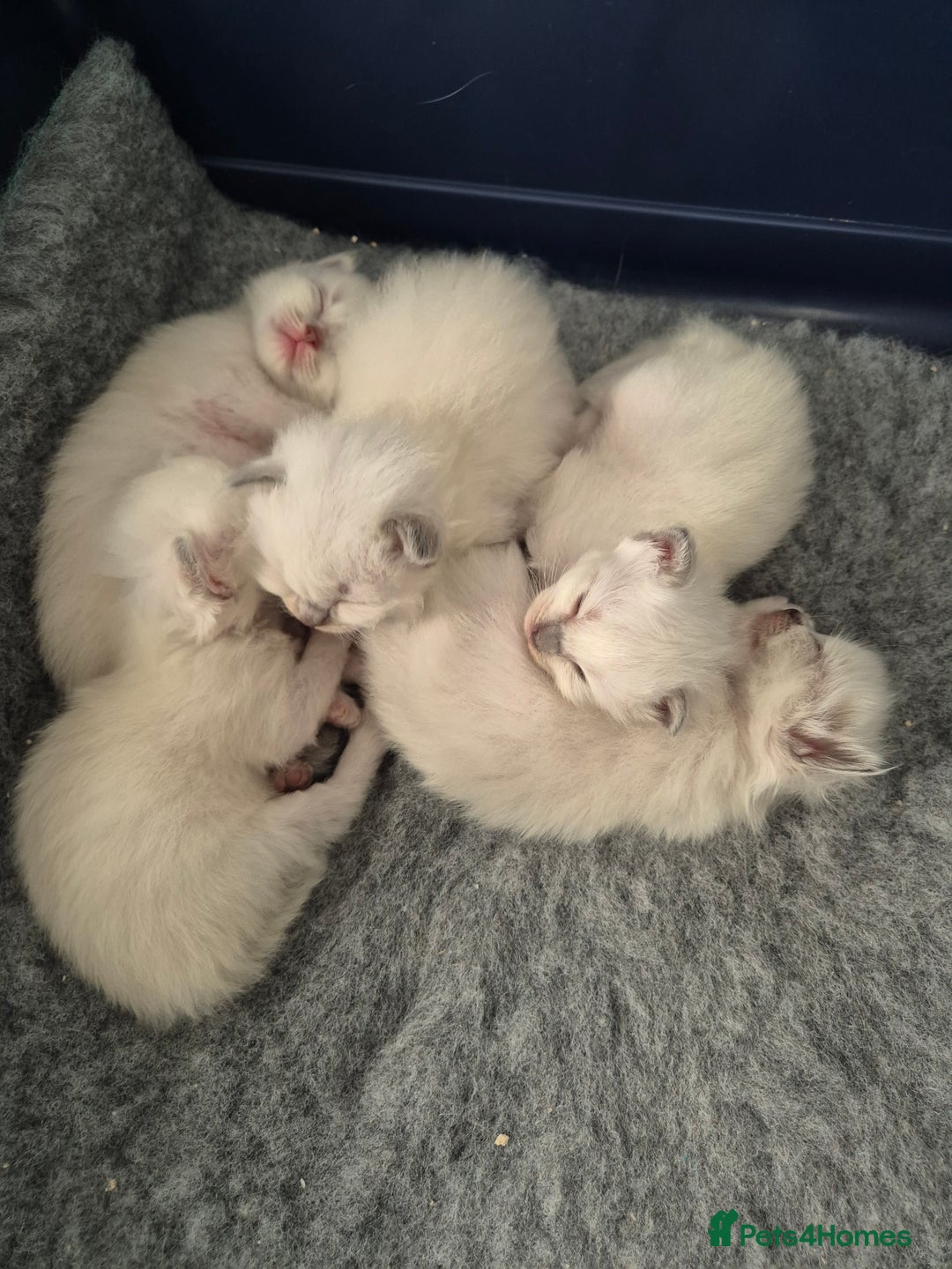 Ragdoll cats for sale: Ragdoll babies ready September ❤️ 1 boy left  - Image 15