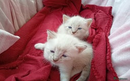 Bengal cats for sale: 1 Boy left, REDUCED. ready this halloween - Image 2