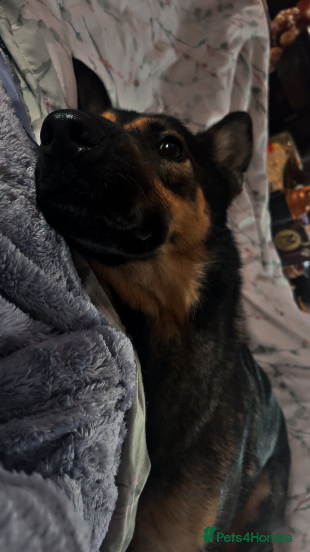 Mixed Breed dogs for sale: German shepherd x belgian malinois  - Advert 4