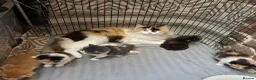 Maine Coon cats for sale: Maine coon X Rag Doll  2 Baby Girls Ready Now - Advert 2