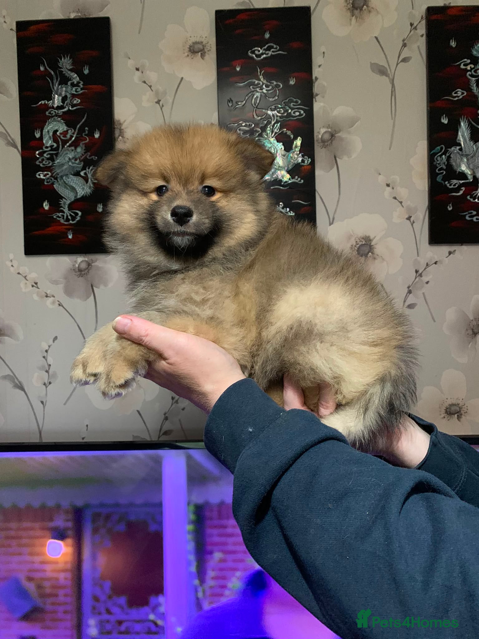 German Spitz dogs Mr Paul McFadden  - Advert 1