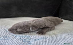 Staffordshire Bull Terrier dogs for sale: KC REG STAFFORDSHIRE BULL TERRIER PUPS - Image 10