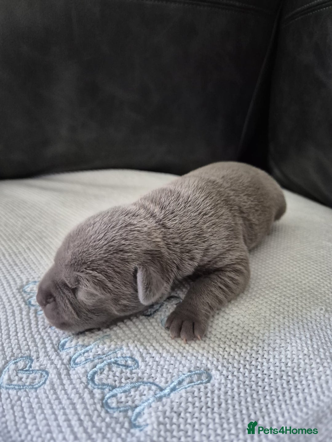 Staffordshire Bull Terrier dogs for sale: KC REG STAFFORDSHIRE BULL TERRIER PUPS - Image 10
