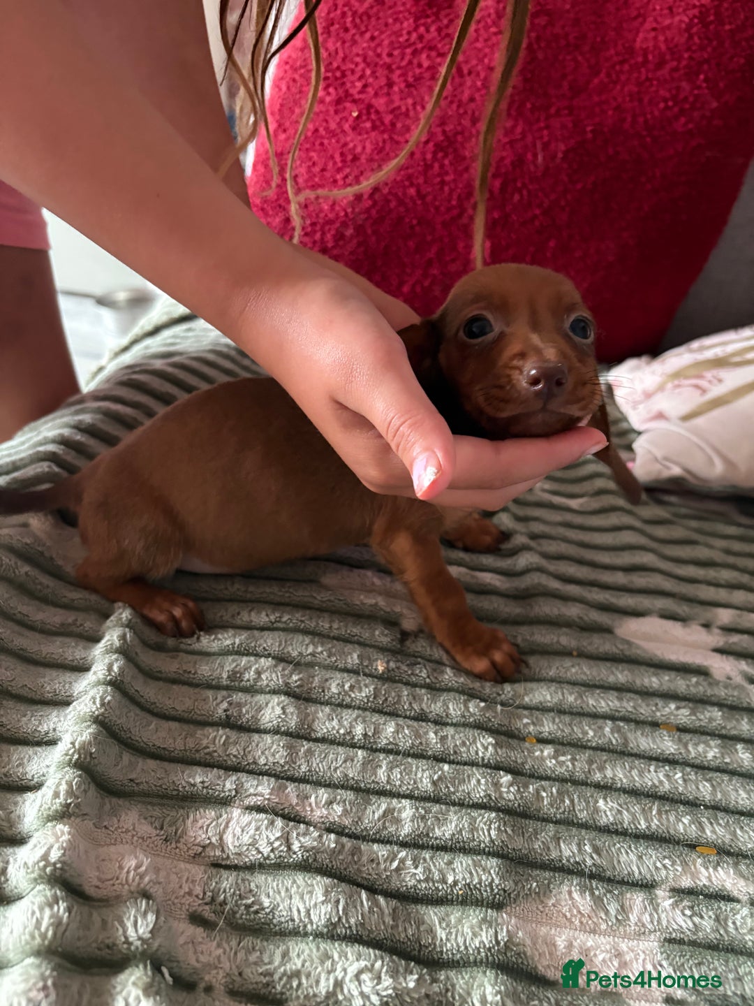 Dachshund dogs for sale: Miniature dachshund  - Image 6