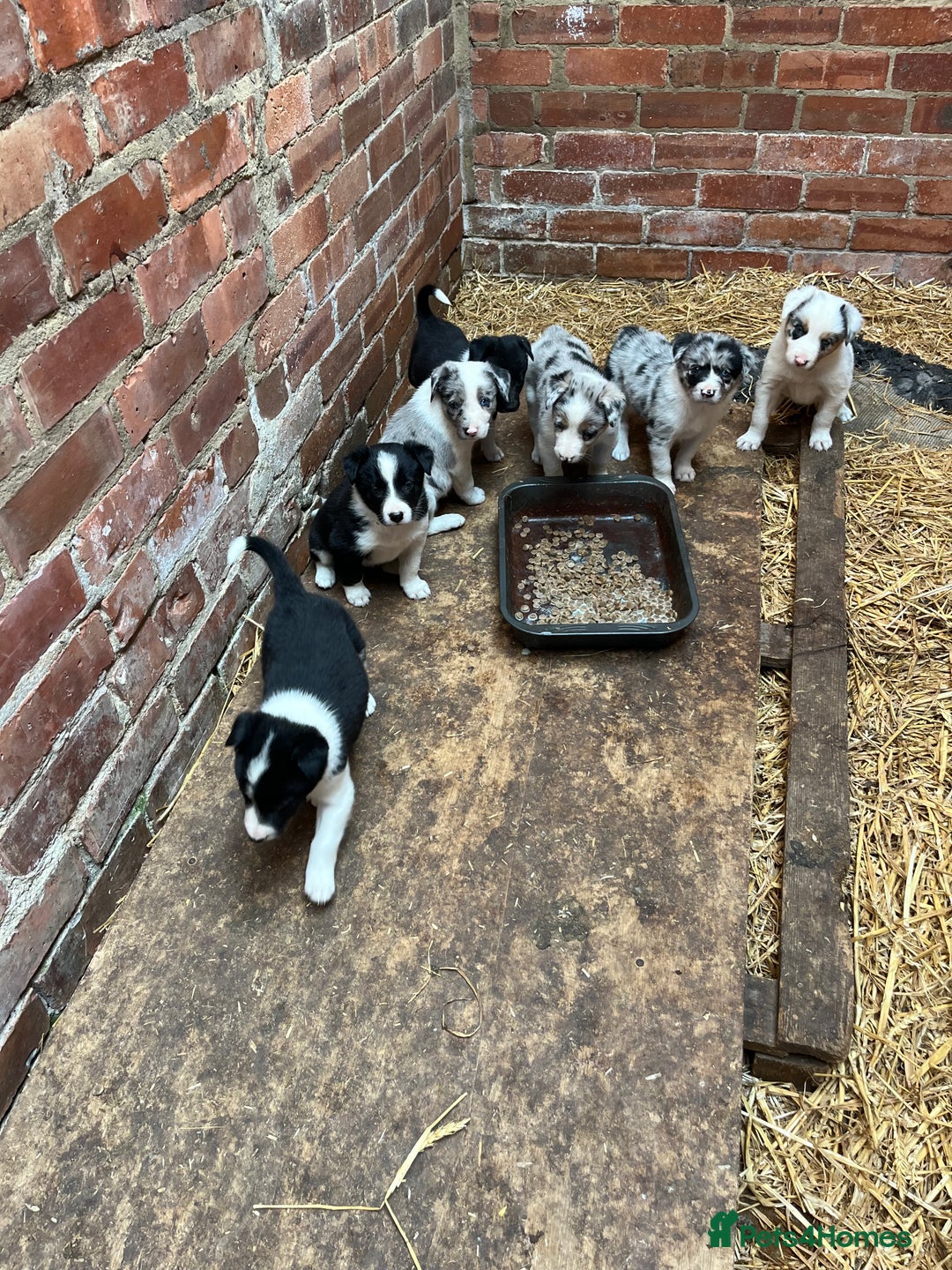 Border Collie dogs for sale: Beautiful farm bred border collie pups - Image 3