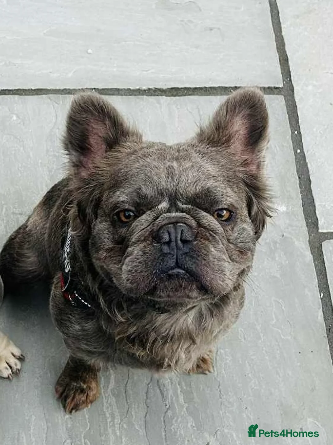 French Bulldog dogs for stud: Visual fluffy French bulldog stud  - Advert 2