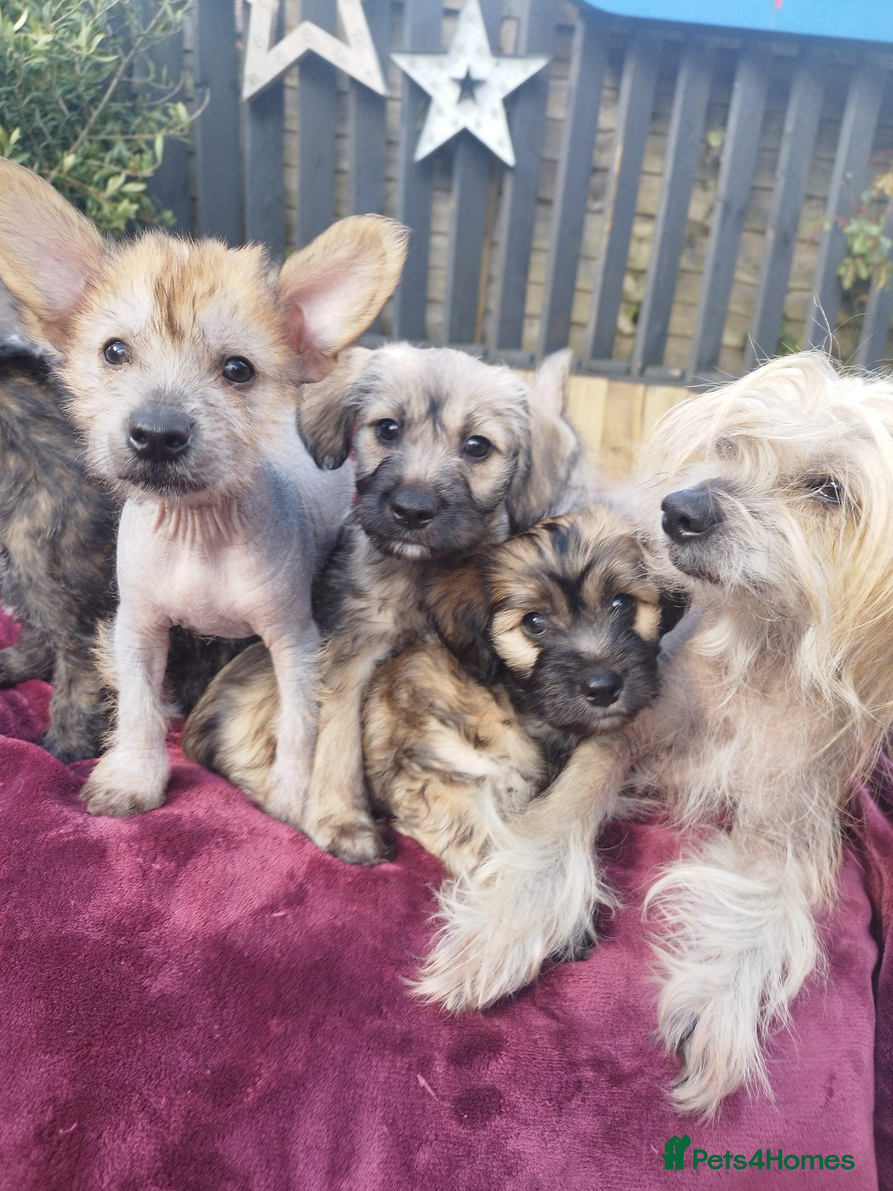 Mexican Hairless dogs Mexican Hairless cross Chinese crested puppies ❤️ - Advert 5