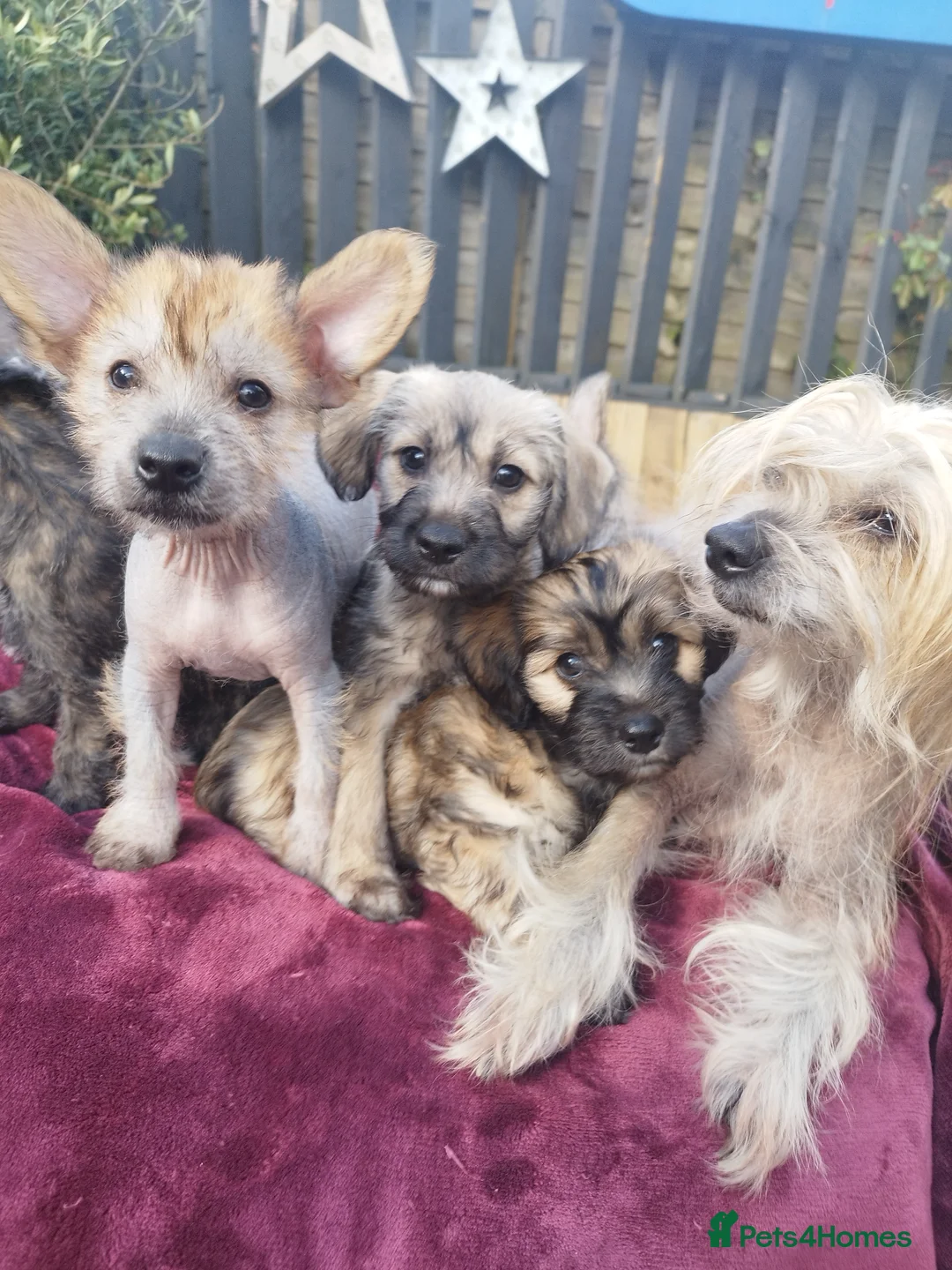 Mexican Hairless dogs for sale: Mexican Hairless cross Chinese crested puppies ❤️ in Manchester - Advert 1