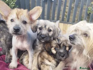 Mexican Hairless dogs Mexican Hairless cross Chinese crested puppies ❤️ - Advert 5