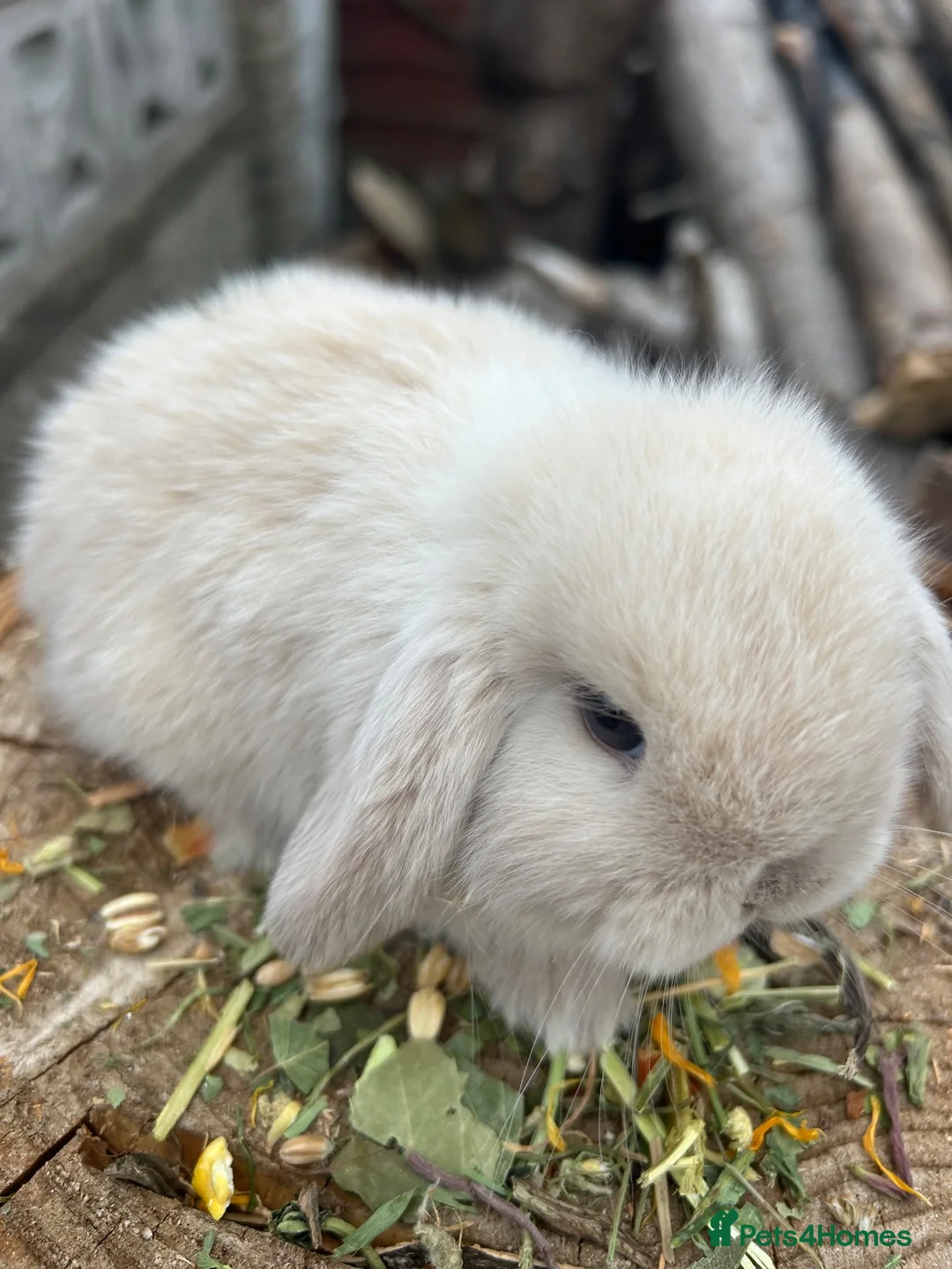 Mini Lop rabbits for sale: Gorgeous pure bread mini lops - Advert 2