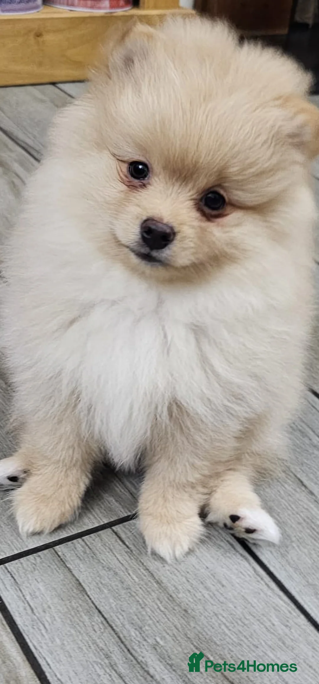 Pomeranian dogs for sale: 3 KC HANDSOME POMERANIAN BOYS - Advert 37