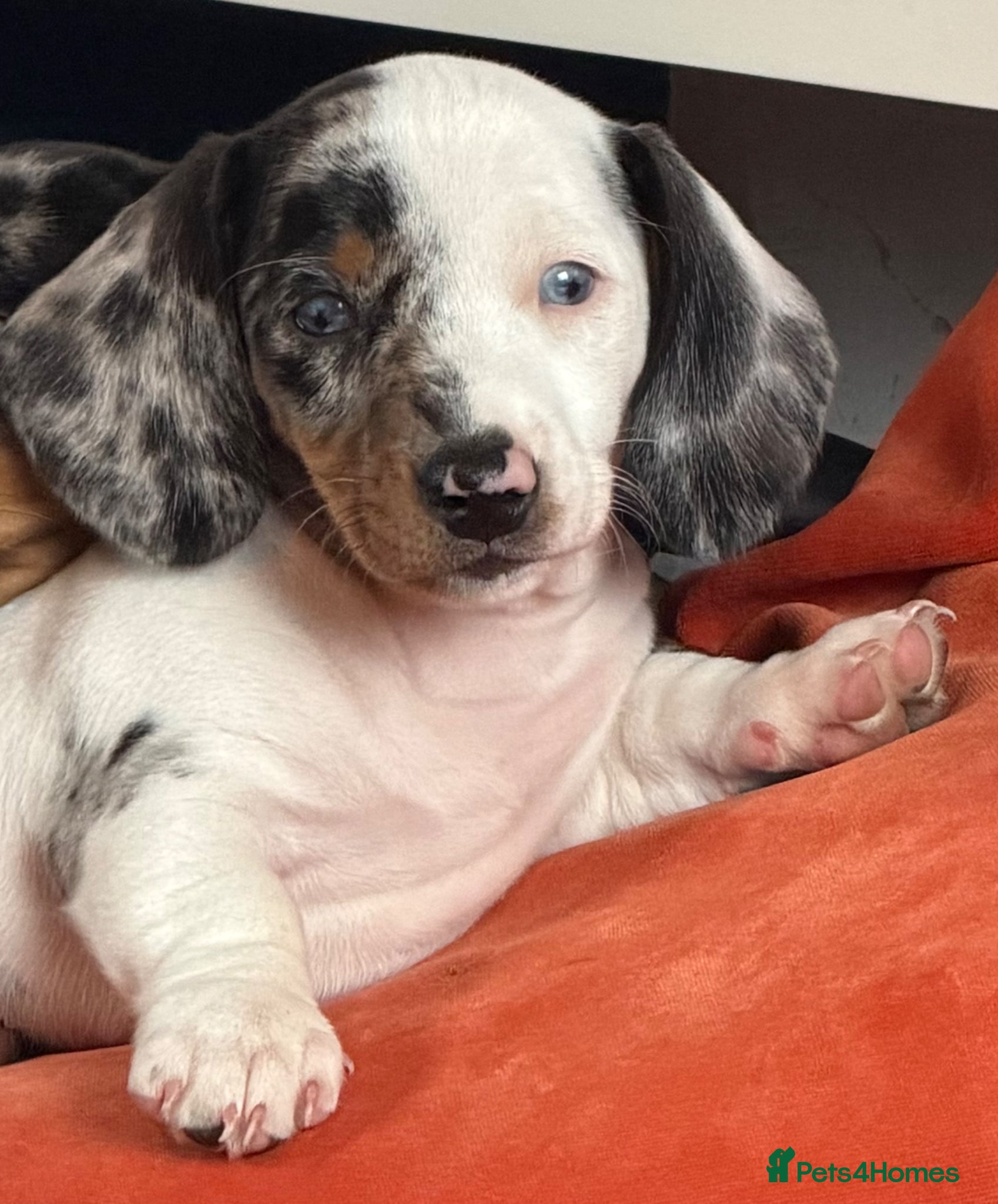 Miniature Dachshund dogs Stunning miniature dachshund puppies2 girls left  - Advert 3