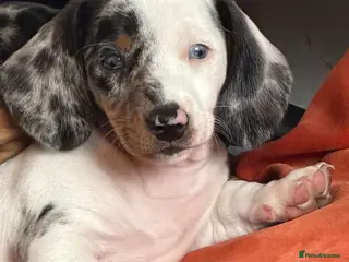 Miniature Dachshund dogs Stunning miniature dachshund puppies2 girls left - Advert 3