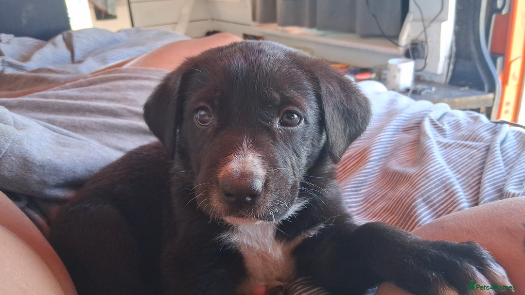 Mixed Breed dogs for sale: Cane shephard  - Image 3