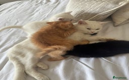 Persian cats for sale: Beautiful Persian Bengal cross kittens - Image 3