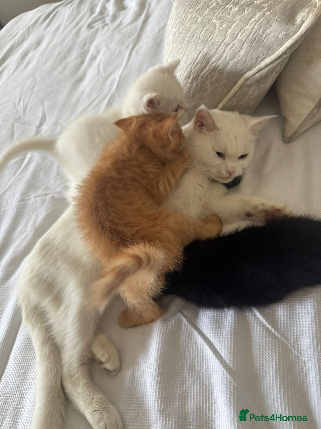 Persian cats for sale: Beautiful Persian Bengal cross kittens - Image 3