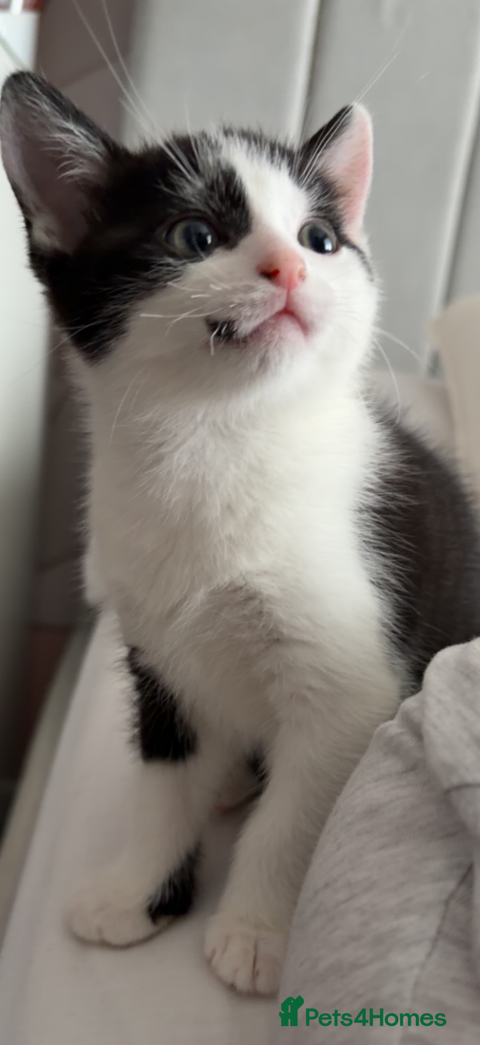 Mixed Breed cats for sale: Beautiful kittens ready for homes - Advert 2