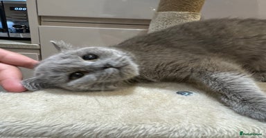 British Shorthair cats - Advert 2