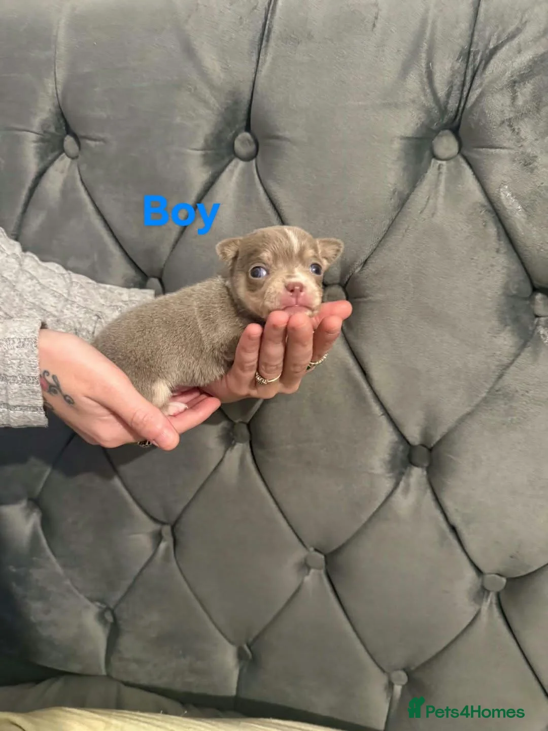 Chihuahua dogs for sale: Chihuahua puppies  in Ripley - Advert 2