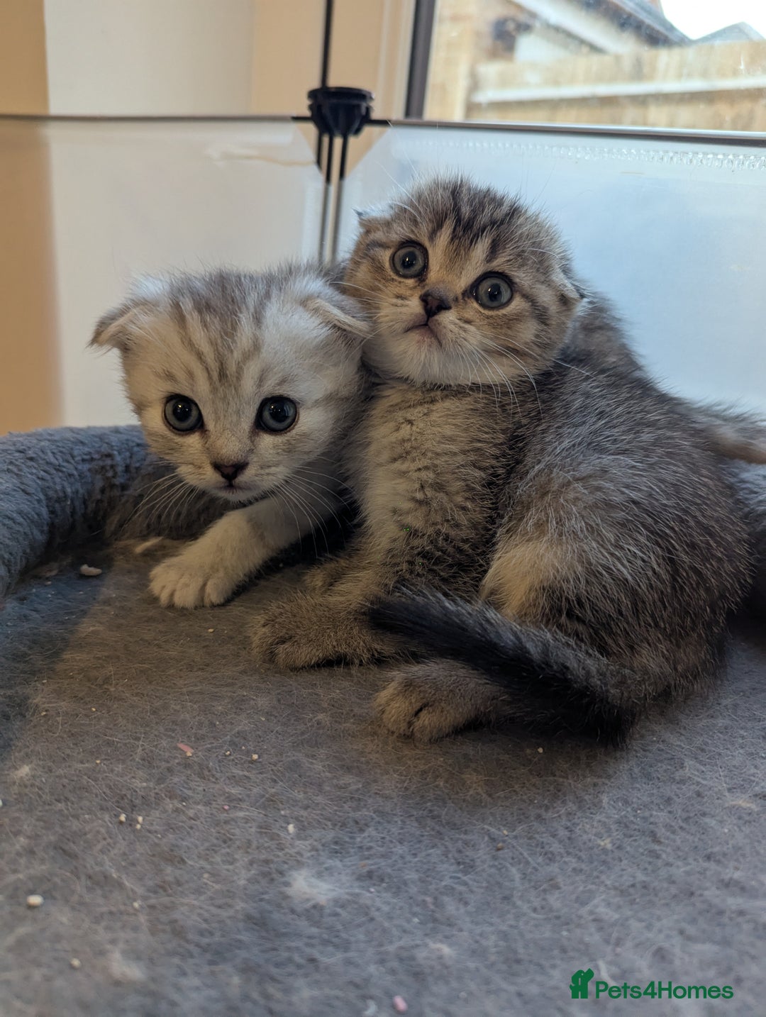 Scottish Fold cats for sale: 🐾 Beautiful Scottish Fold Kittens (3 Reserved) 🐾 - Image 25