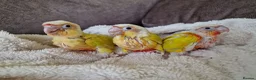 Conures birds for sale: Beautiful fully hand reared conures  - Advert 8