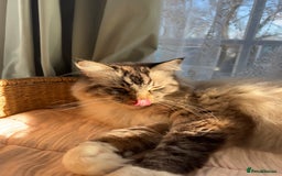 Ragdoll cats for sale: Male 6 year old Tabby Lynx Ragdoll cat - Image 2