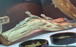 Bearded Dragon reptiles for sale: Baby bearded  dragons  - Image 2