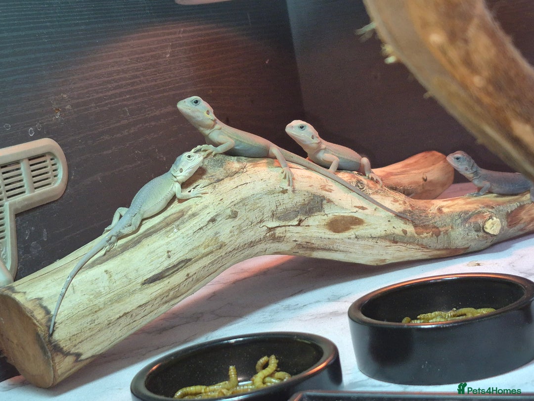 Bearded Dragon reptiles for sale: Baby bearded  dragons  - Image 2