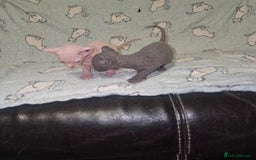Sphynx cats for sale: From odd eyes father elf shpynx tica pedigree.  - Image 14