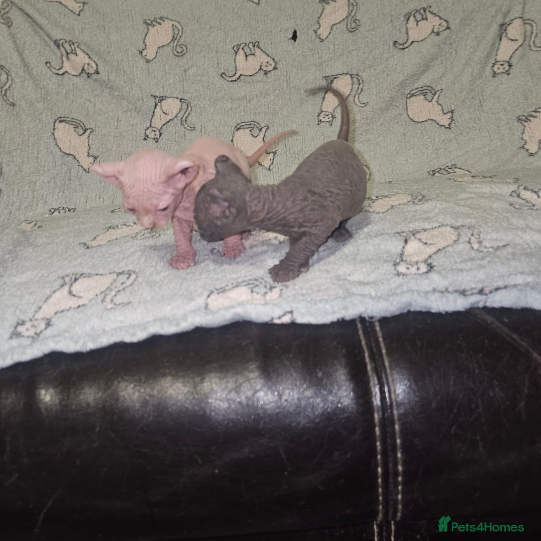 Sphynx cats for sale: From odd eyes father elf shpynx tica pedigree.  - Image 14