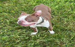 Boston Terrier dogs for stud: Kc Boston Terrier stud  - Image 1