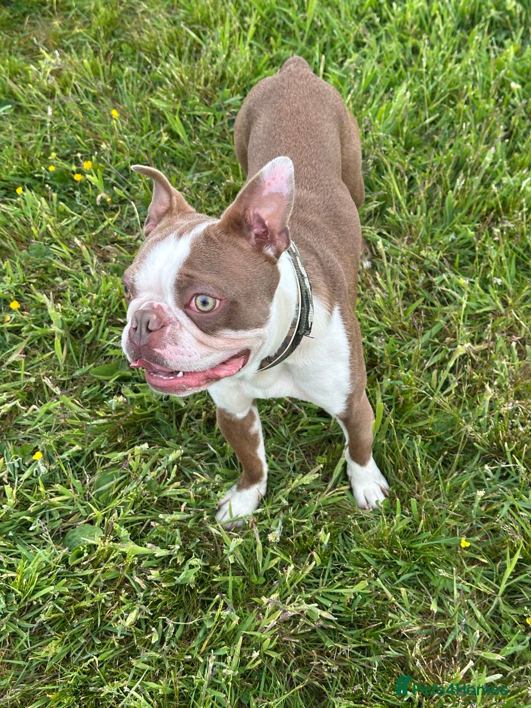 Boston Terrier dogs for stud: Kc Boston Terrier stud  - Image 1