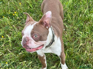 Boston Terrier dogs - Advert 16