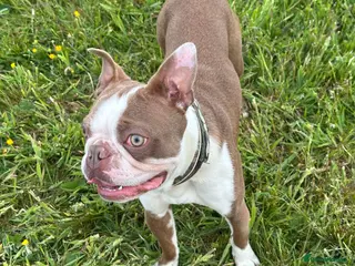 Boston Terrier dogs Kc Boston Terrier stud - Advert 3