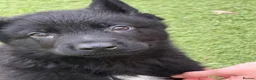 German Shepherd dogs for sale: Mr Andrew Howard  - Advert 8