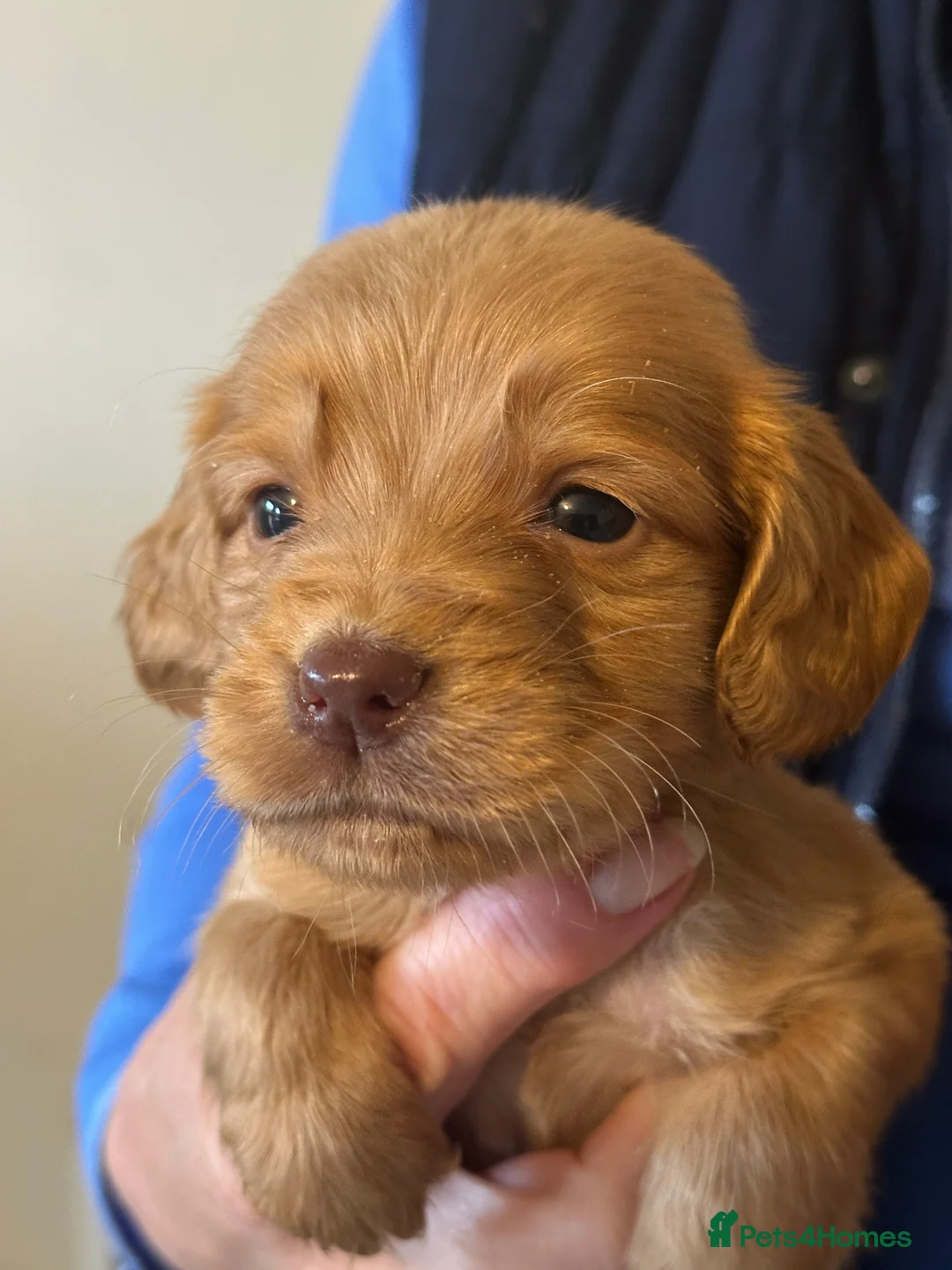 Cocker Spaniel dogs for sale: 1,500 - Advert 15