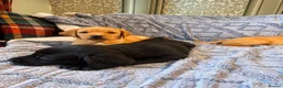 Labrador Retriever dogs for sale: 🐾 Beautiful Labrador Puppies in Welshpool - Advert 7